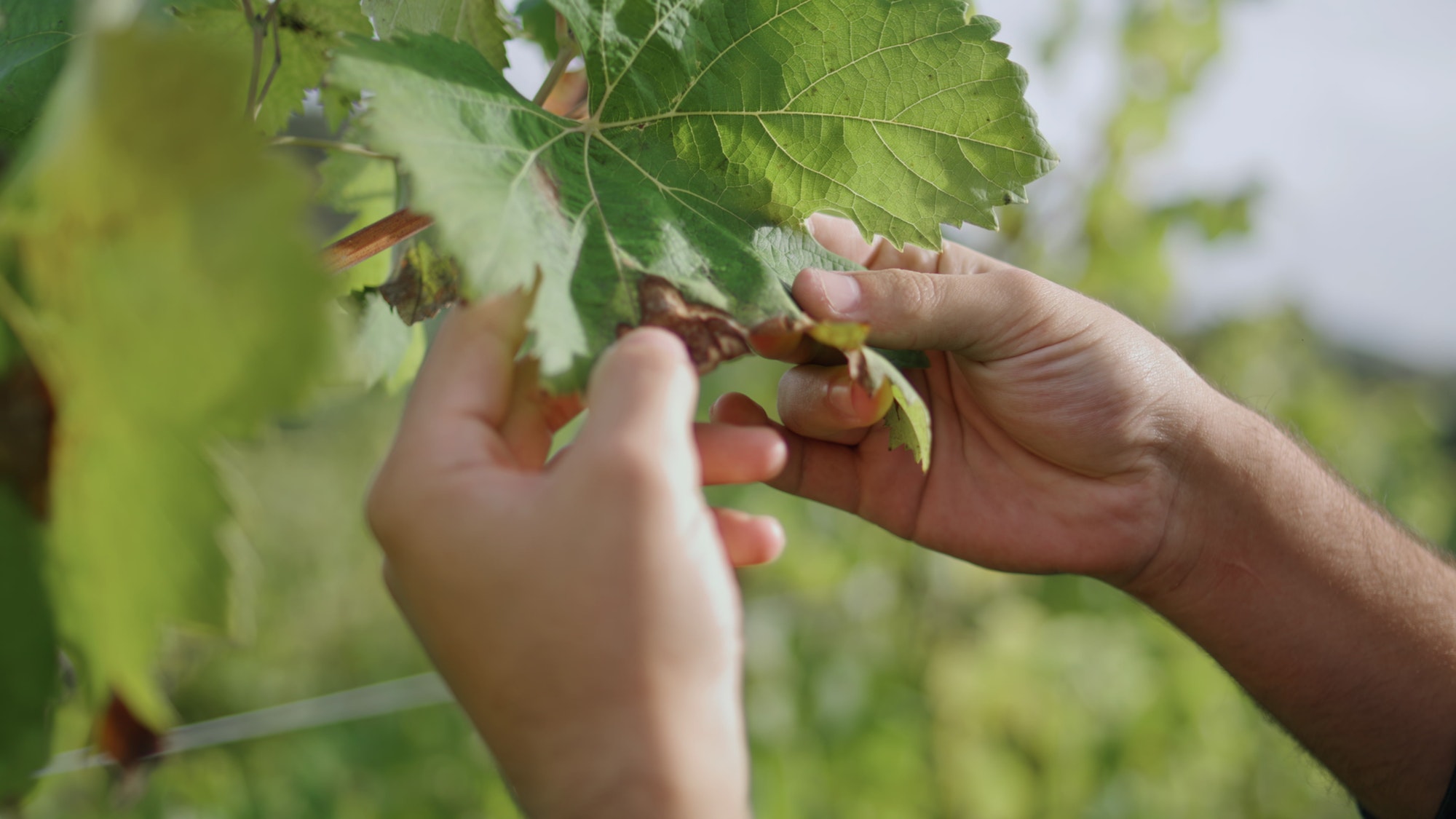 Hand touching grape leaf checking grapevine bush closeup. Worker inspecting vine