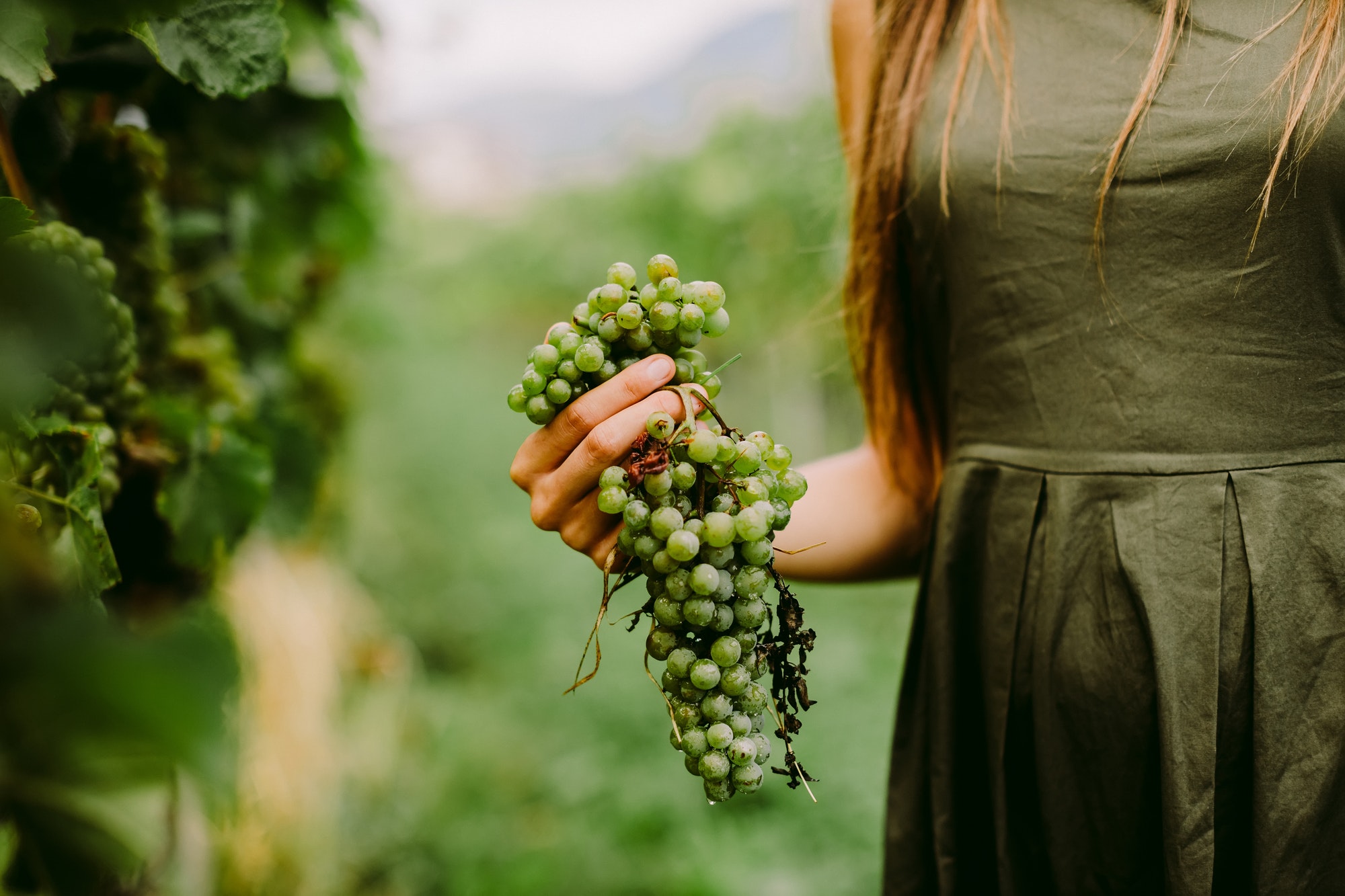 woman holding grape in wineyard